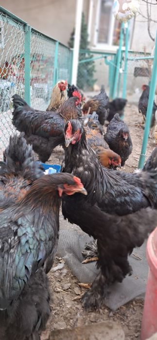 Брамы Чёрные Петрушки