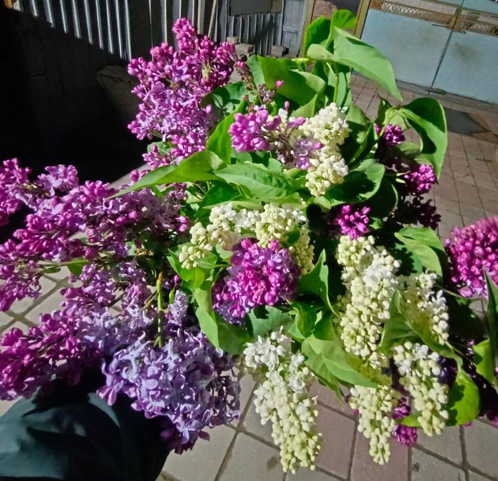 Продам букет сирени
