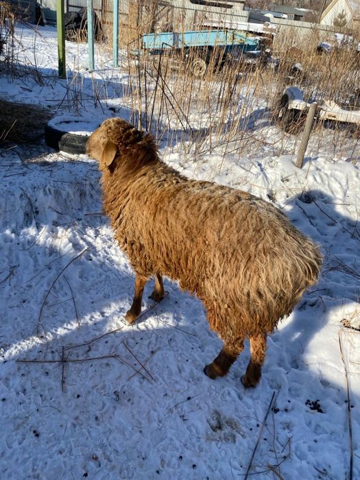 Продам кошкара