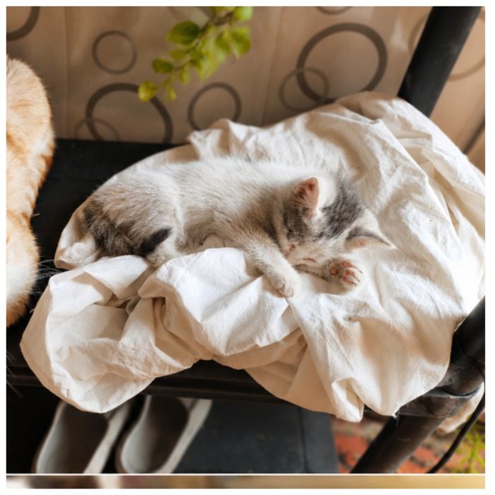 Котята от мышеловки