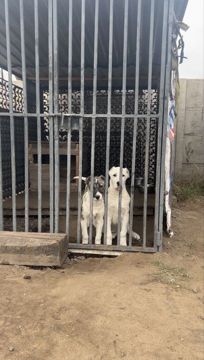 Алабай читокровные