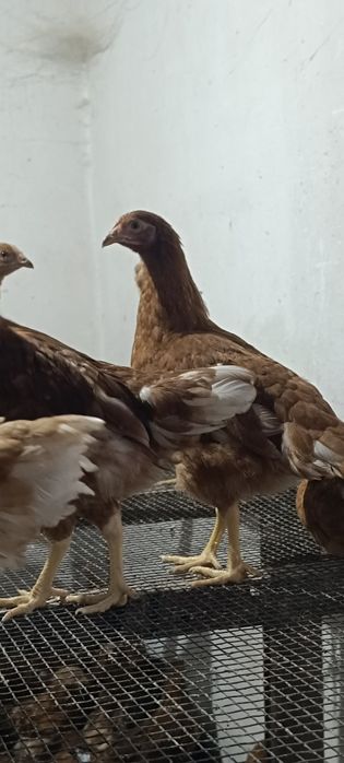 Курсы молодки ломан Браун и соня