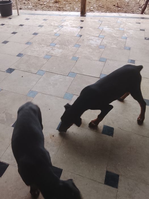 Хороший собака воспитание