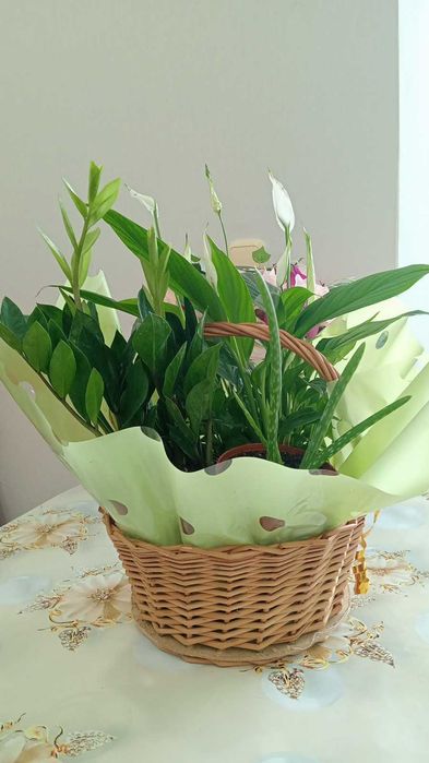 Уютные и Красивые Цветы в Ваш Дом