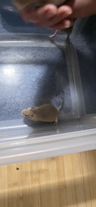 Donez pui veverita Degu, zona Militari