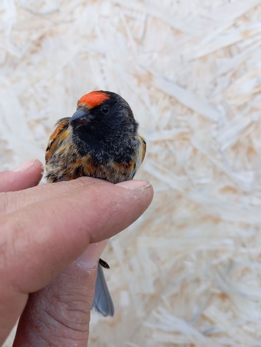 Продам выдержанную птицу