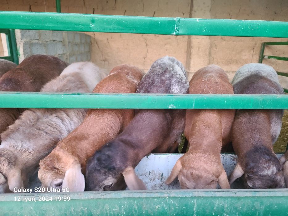 Qurbonlikka qõy sotiladi