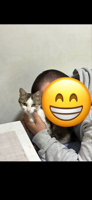 Pisica femela spre adoptie