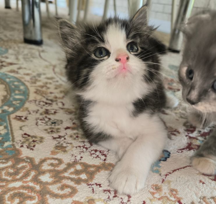 Котенок мальчикк