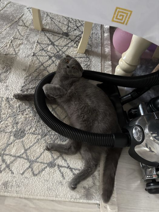 Кошка Вислоухий Шотландец Скоттиш Страйт