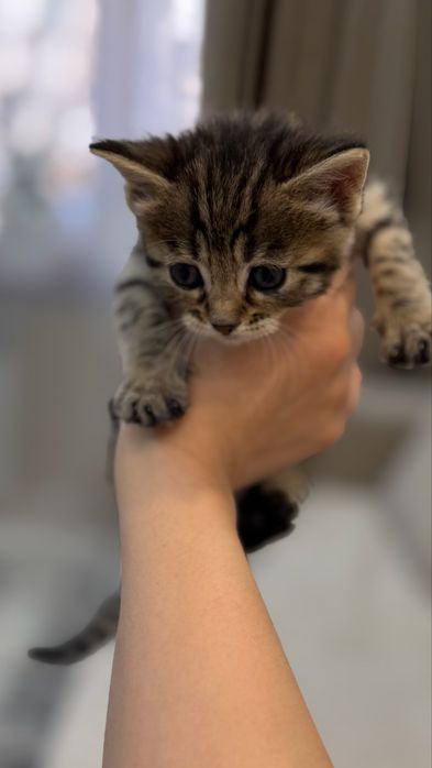 Бенгальские котята