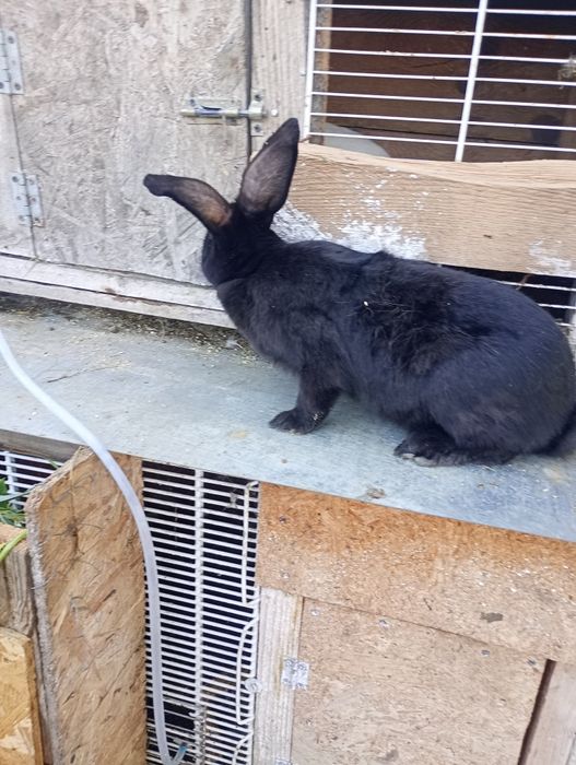 Vând doua iepuroaice in vârstă de 6 luni