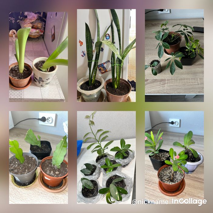 Обмен на другие цветы