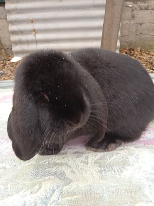 Продам мясо кролика.