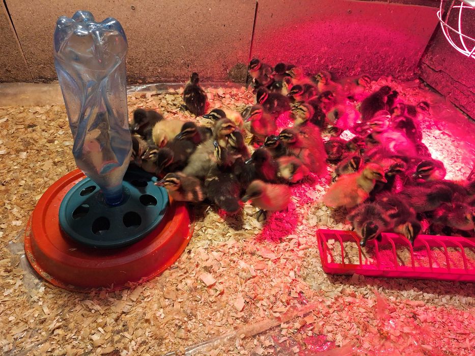 Boboci de rata colorata