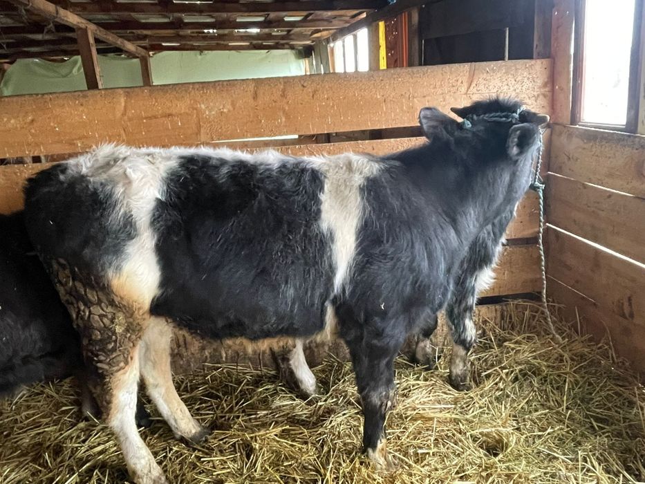 Vitei diferite marimi