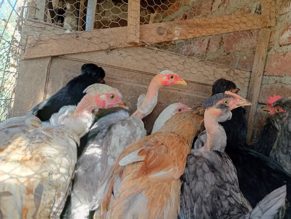 Продавам ярки пилета петли пуйчета