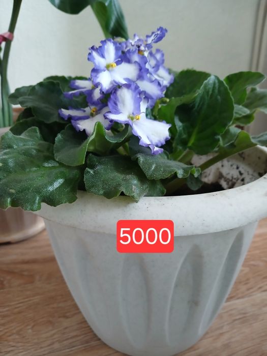 Продам срочно домашние цветы