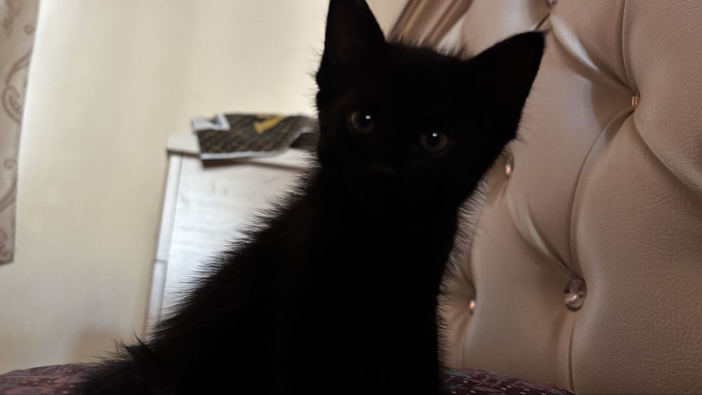 Котенок 1месяцев