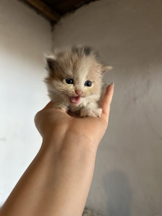 Отдадим котят в добрые руки