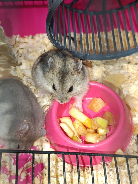 Продам хомяков джунгариков