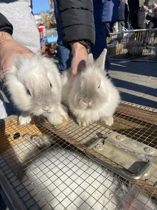 Iepurasi cap de leu de vanzare