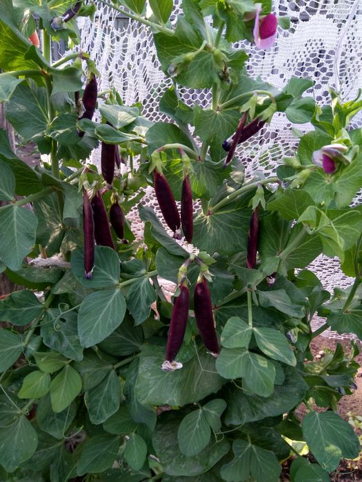 Императорский Чёрный Сахарный Снеп Горох