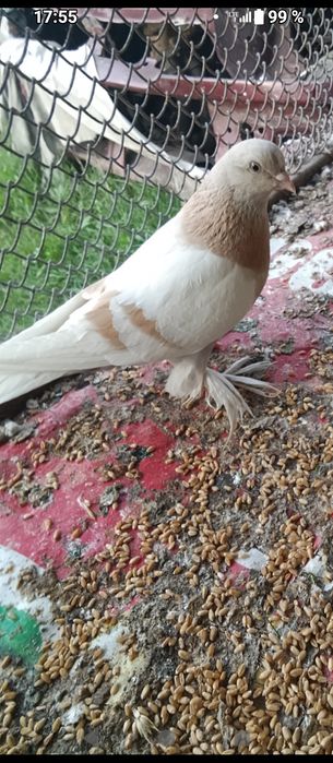 Продам голубей двоих