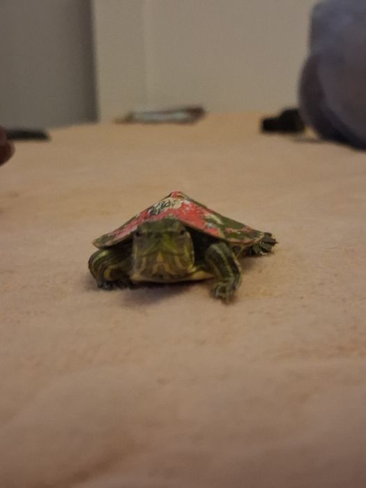 Продам черепашку 6000