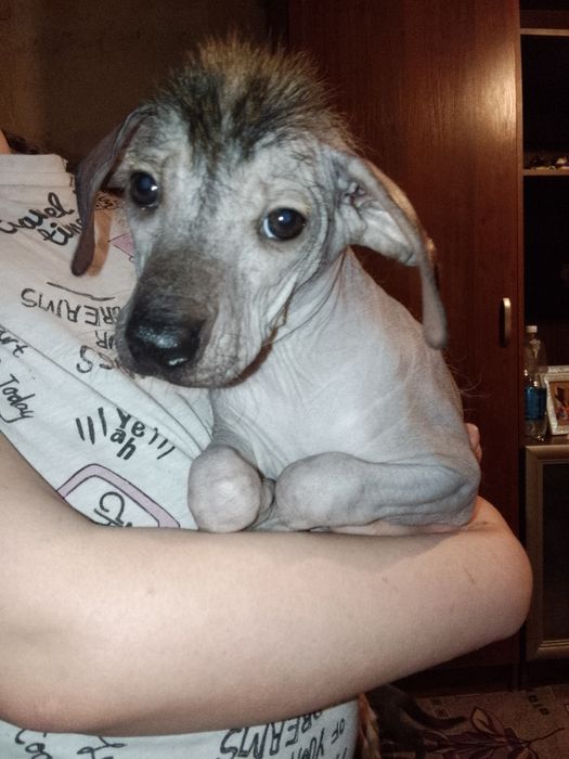 Срочно продам собачку