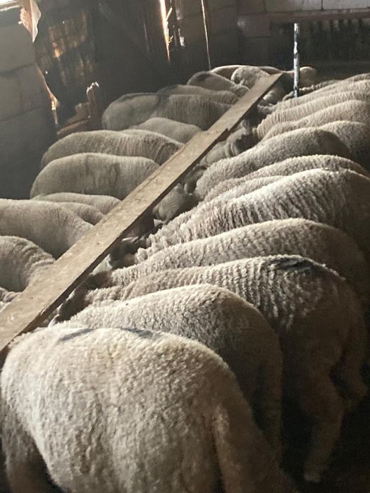 Miei merinos de palas