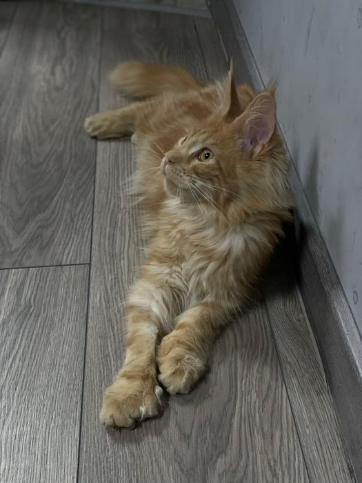 Продам Мейн-куна мальчика