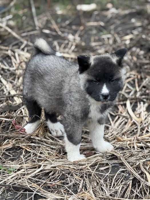 Американска Акита – 2 месеца