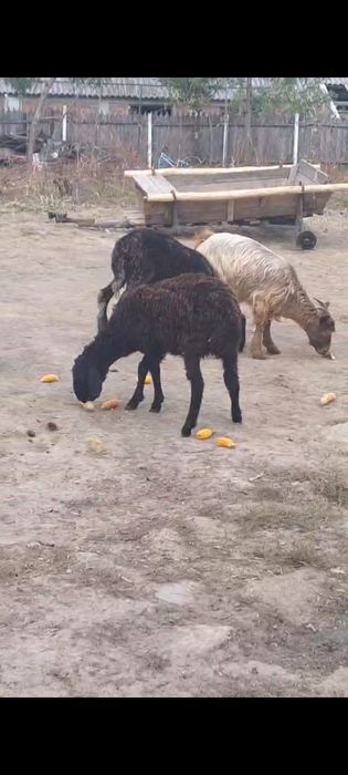 Vând o capra un berbec și o neluta