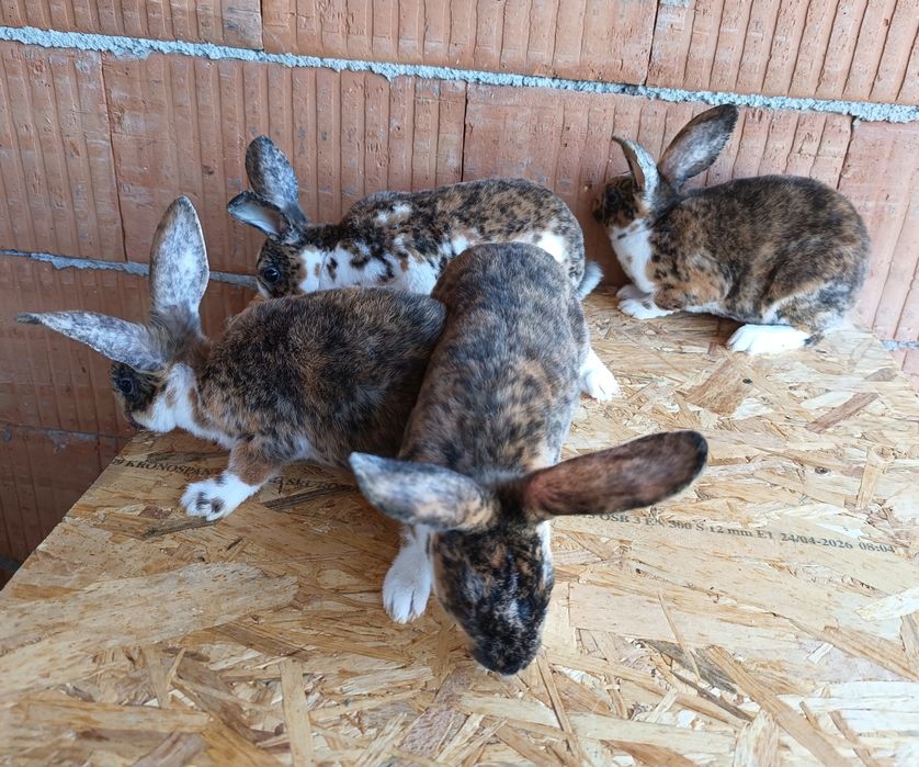Iepuri Rex masculi