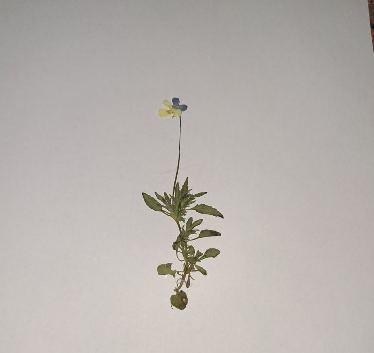 Хербарии за студенти по Ветеринарна и Хуманна медицина