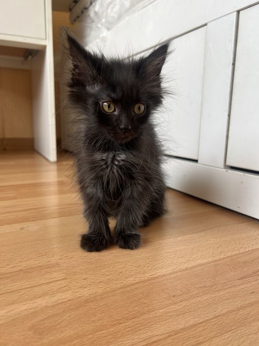 Отдам котят в хорошие руки!