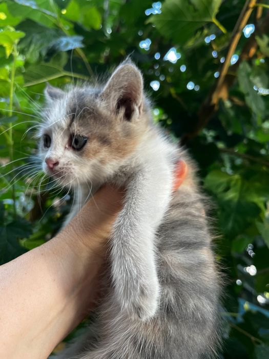 Подарявам малко коте