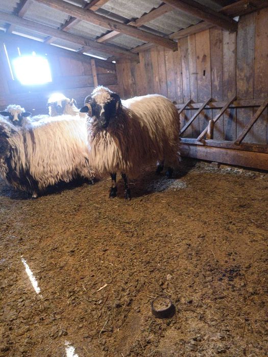 Berbec breaz vârstă 1 an