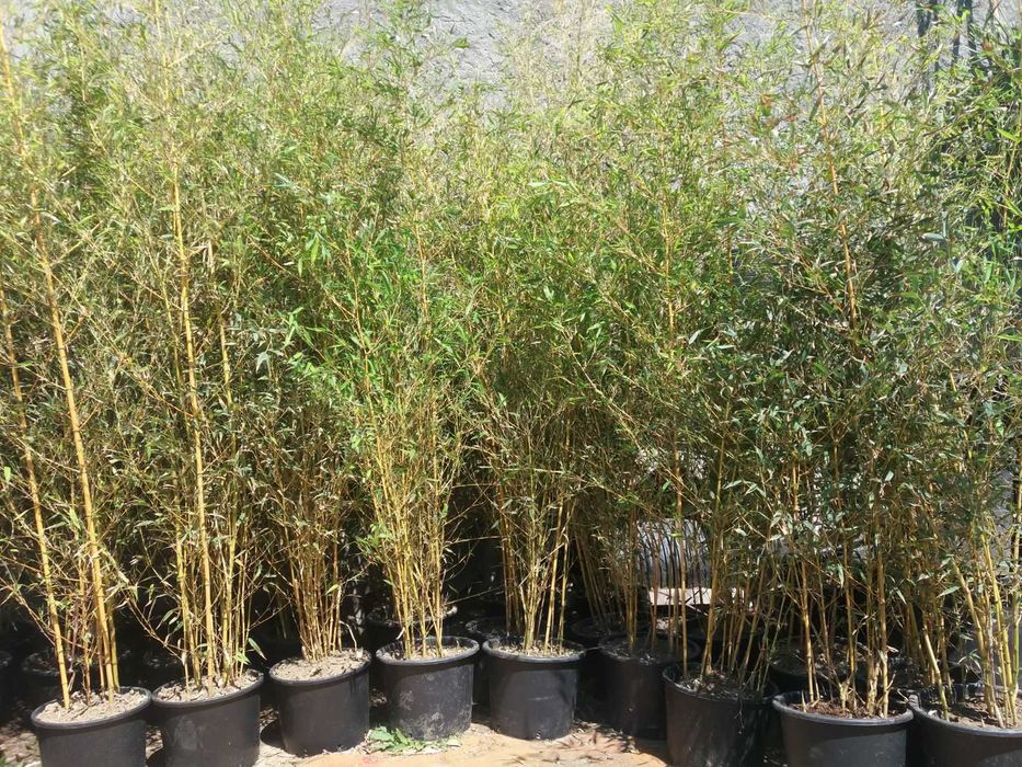Bambus vescnic verde la ghiveci rezistent iarna