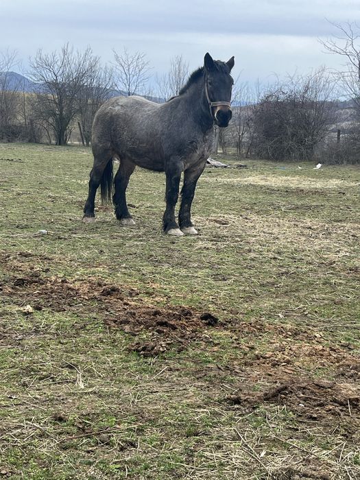 Vănd mânza de 3 ani