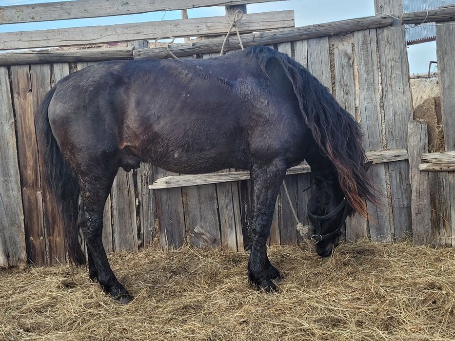 Продом или обмен  жеребка