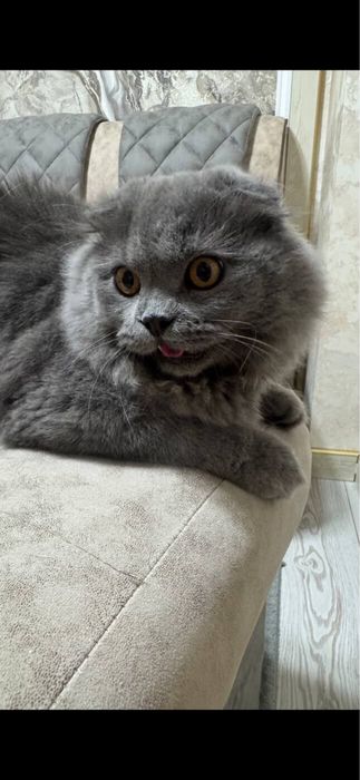 Скотиш фолд манчикин кошка
