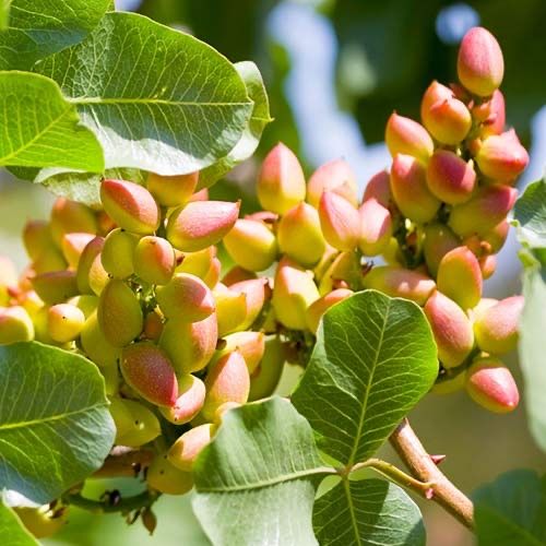 Pomi fructiferi exotici:  Fistic ( arborele de fistic )