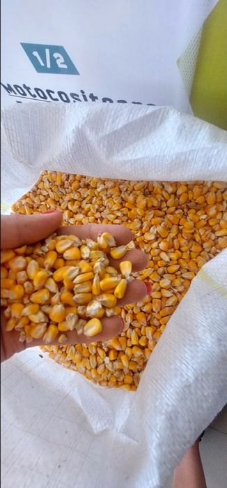 Porumb boabe de vânzare