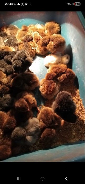 Продавам катунски кокошки, яйца и пилета на различна възраст