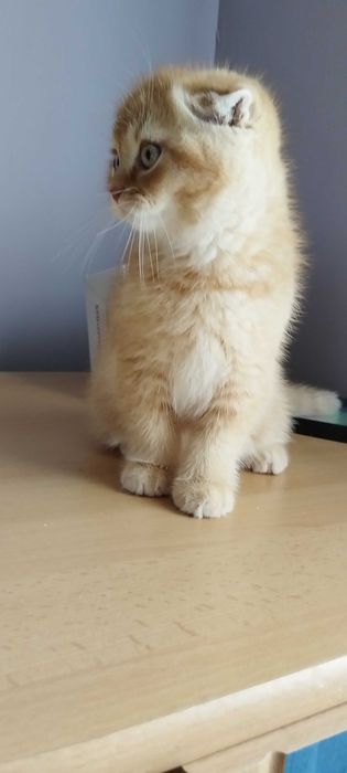 Последно шотландско клепоухо котенце