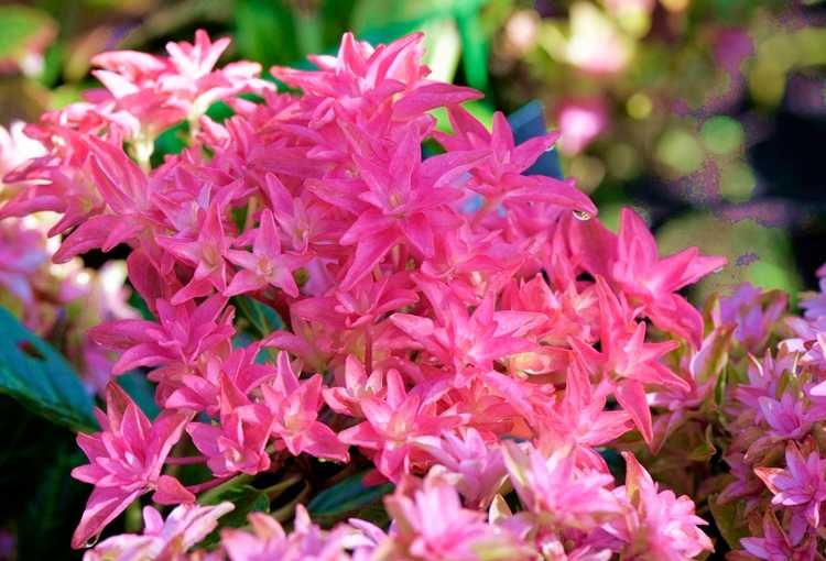 Хортензия Принцеса Даяна - Hydrangea princess Diana