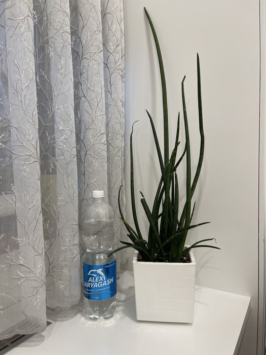 Продам Шефлера, Красула Цилиндра, толстянка