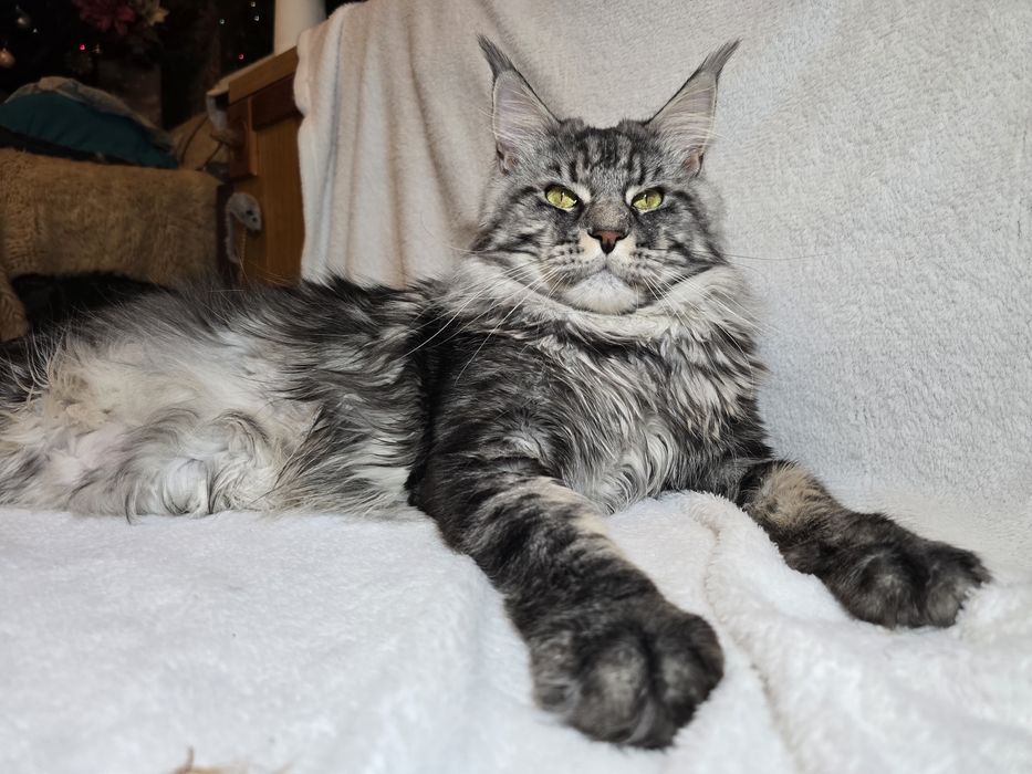 Чистокръвен Мейн кун